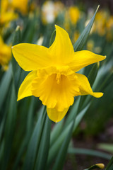 Daffodil flower growing in flowerbed outdoors