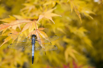 紅葉に止まるシオカラトンボ