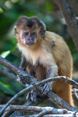 Female capuchin monkey with a baby on her back, Atins, Maranhao state, Brazil