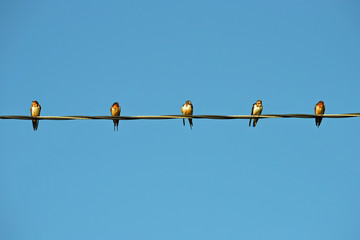 birds in a row on a telephone line against blue sky