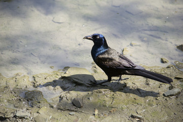 colorful blackbird walking in water