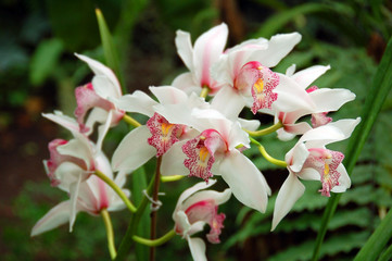 Obraz premium White orchid flower