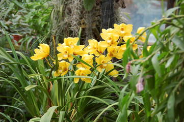 Obraz premium Yellow orchid flower