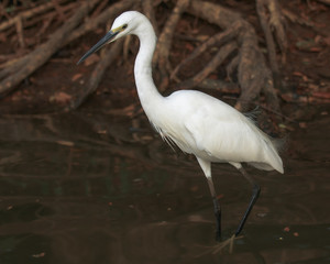 white egret hunting for small fish in the pond