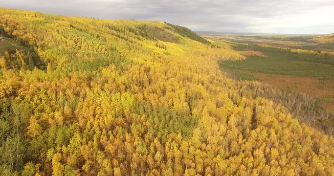 Drone shot of trees in forest against sky during autumn at Denali National Park