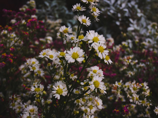 flower nature colorful summer yellow green