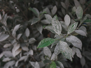 white green leaf plant nature 