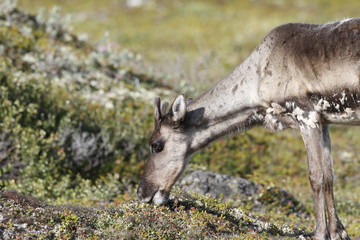 Young barren-ground caribou grazing along the tundra in August near Arviat
