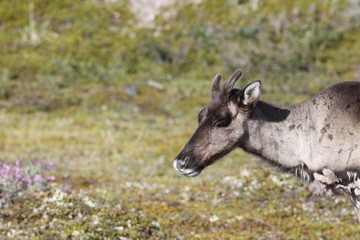 Naklejka na ściany i meble Close-up of a young barren-ground caribou with the green tundra in the background in August