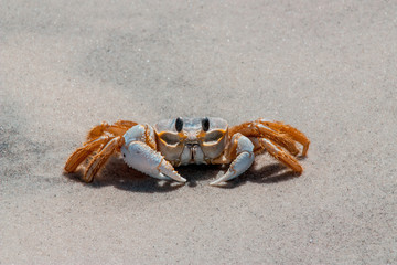 Ghost Crab
