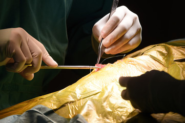 Obraz premium close up shot of veterinarian doctor in operation room for surgical