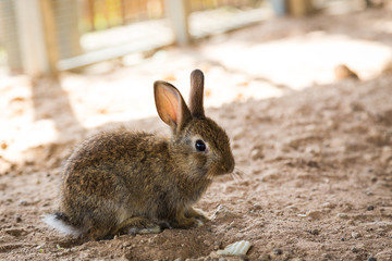 Little rabbit,Rabbit in the farm