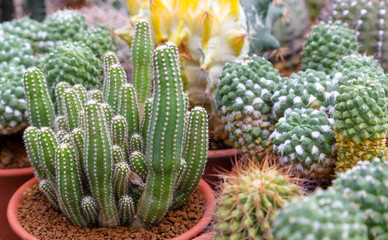 Cactus tree,Various cactus plants,Cactus gardening in pots,Pattern from cactus,Natural background