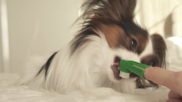 Young dog breeds Papillon Continental Toy Spaniel brushes teeth with toothbrush stock footage video