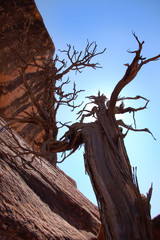 Ancient juniper tree with cliff back lit by sun blue sky  desert southern utah