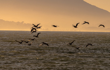 A flock of pelicans flying at dusk over the Pacific Ocean.
