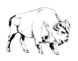 Obraz na płótnie Canvas big bison with horns hand-drawn ink sketch tattoo