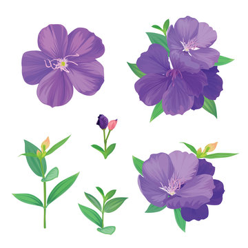 Beautiful purple princess flower or tibouchina urvilleana and leaf on white background. Vector set of blooming floral for wedding invitations and greeting card design.