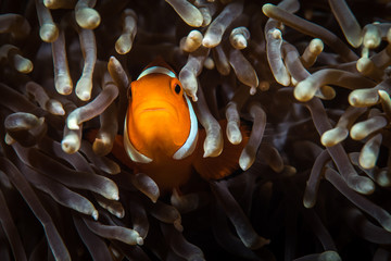 Clownfish