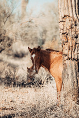 A peek a boo horse