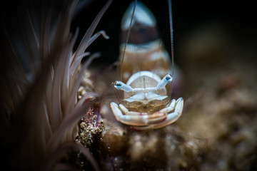 Fototapeta na wymiar Glass Shrimp
