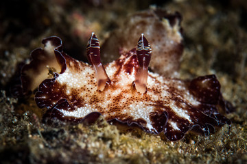 Nudibranch