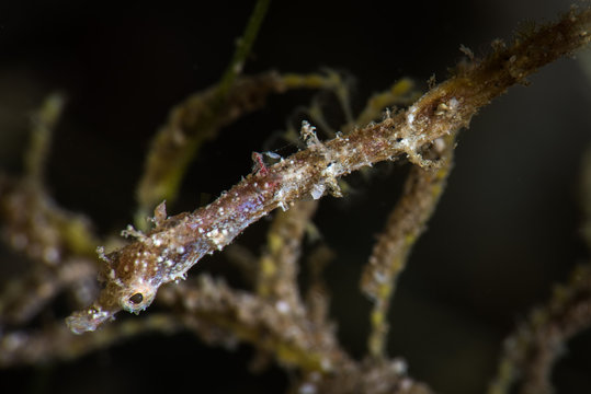 Pygmy Pipehorse