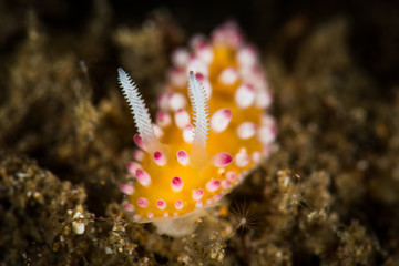 Cadlinella Nudibranch