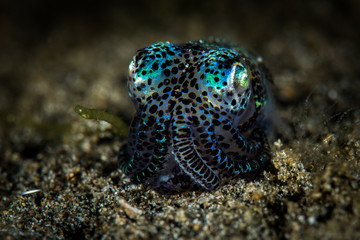 Bobtail Squid