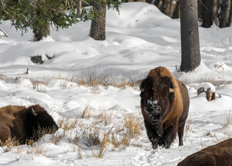 Snowy-Nose Buffalo Standing Straight
