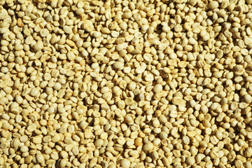 Dried coffee beans are not roasted.Raw coffee beans.