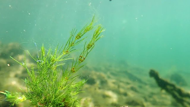 Chara virgata stonewort alga with gametangia