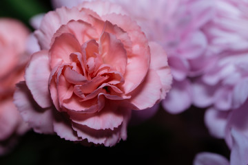 Macro close up of pink chrysanthemum and flowers