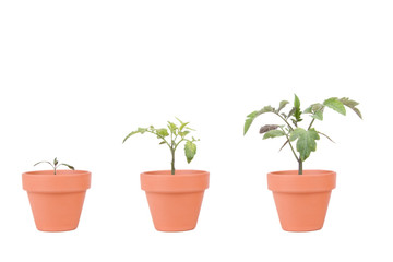 Terracotta Planters with Tomato Plants