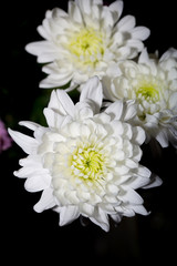 Macro close up of white chrysanthemum