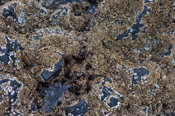 Barnacles on rocks