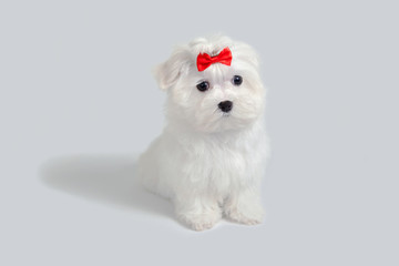 Valentine's Day. Cute white puppy dog with a red heart.