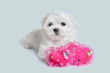 Valentine's Day. Cute white puppy dog with a red heart.