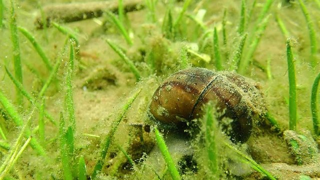 Viviparus river snail turning the shell in lake bottom