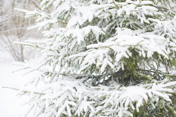 plant under snow