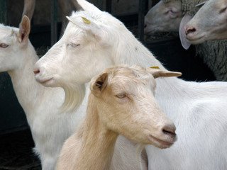 Goat Face Close Up