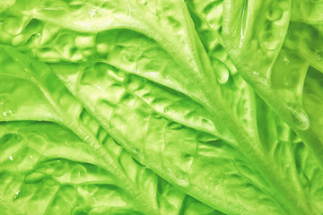 fresh green cabbage background