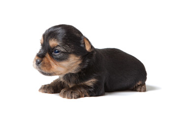 Cute puppy of yorkshire terrier dog on white background.