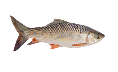 freshwater fish isolated on white background, File contains a clipping path. (Probarbus jullieni)