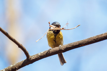 Titmouse builds a nest