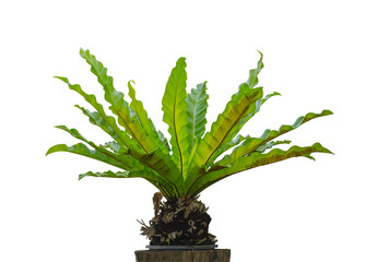 Bird's nest fern (Asplenium nidus) on dry wood isolated on white background, File contains a clipping path. © lamyai