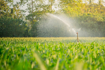 watering young green corn field in the agricultural garden by water springer