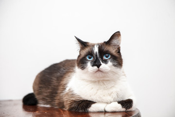 Portrait of cute cat with blue eyes