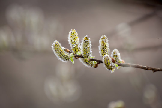 Beautiful background with blossoming willow catkins