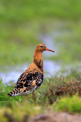 Single Ruff bird on grassy wetlands during a spring nesting period